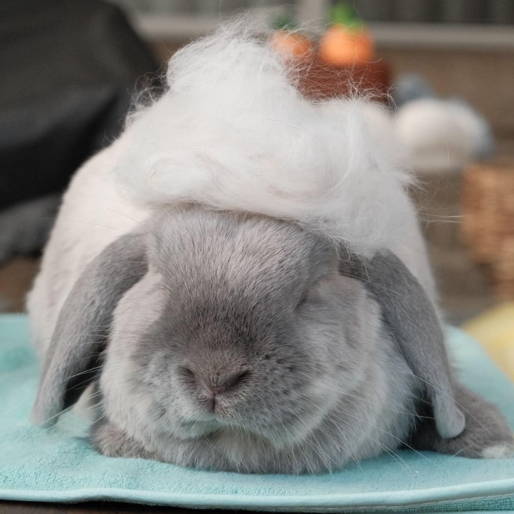 original bunny buster comb brush