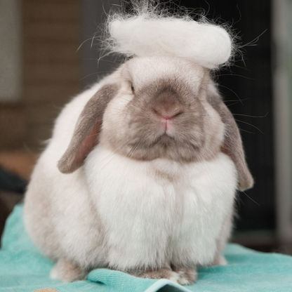 Original Bunny Buster Comb Brush