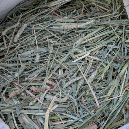 Seasonal Mixed Timothy Oaten Forage Hay Bag - Sample