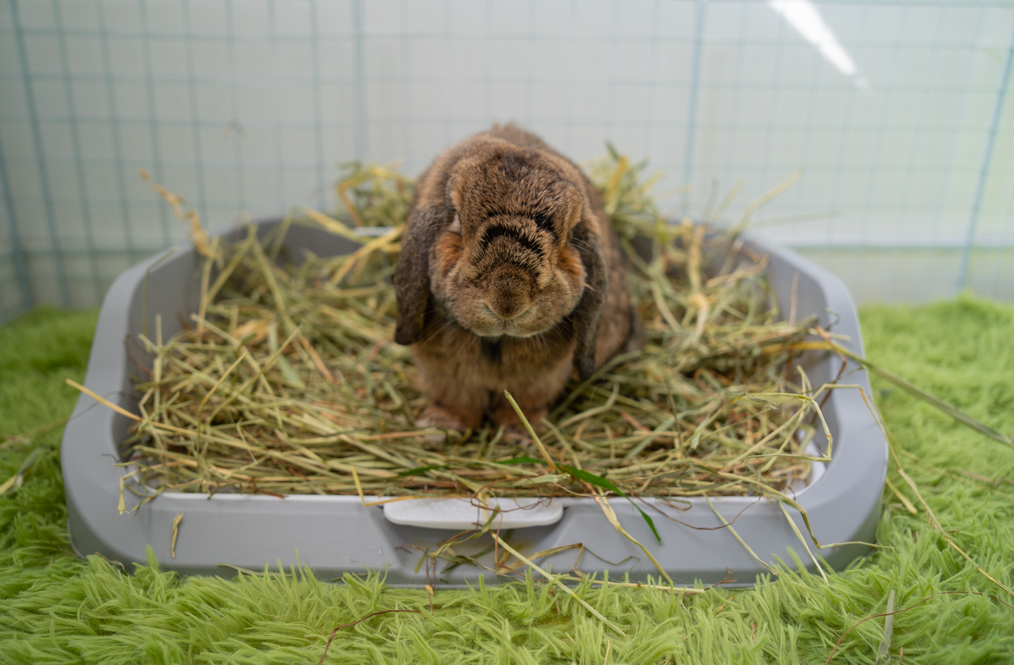 ergonomic rabbit litter box toilet with custom fit hay rack