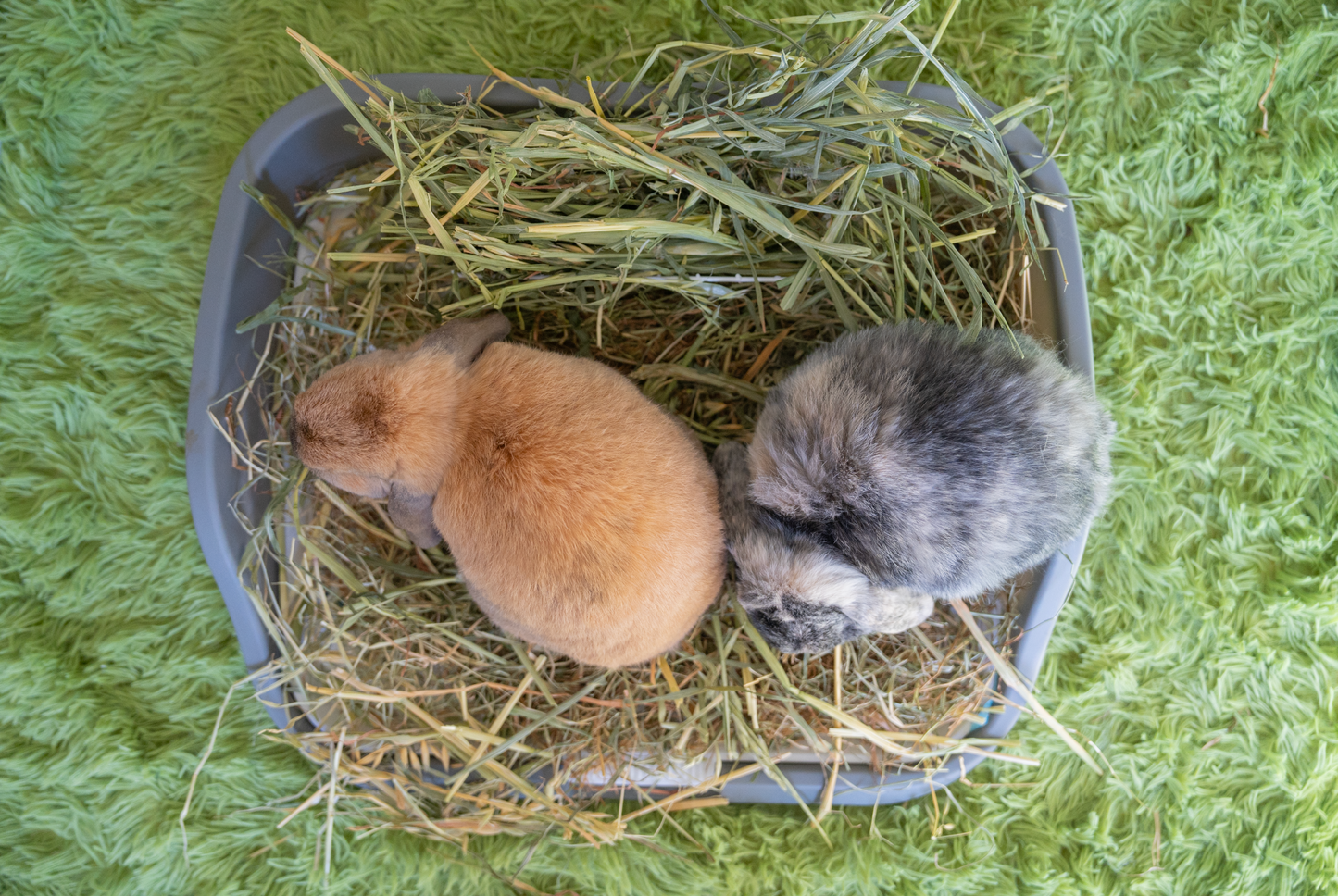 ergonomic rabbit litter box toilet with custom fit hay rack