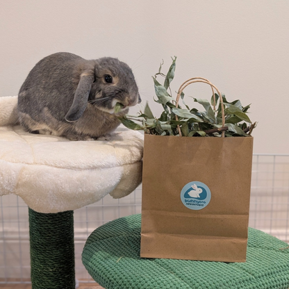 Wild Willow Harvest Bag