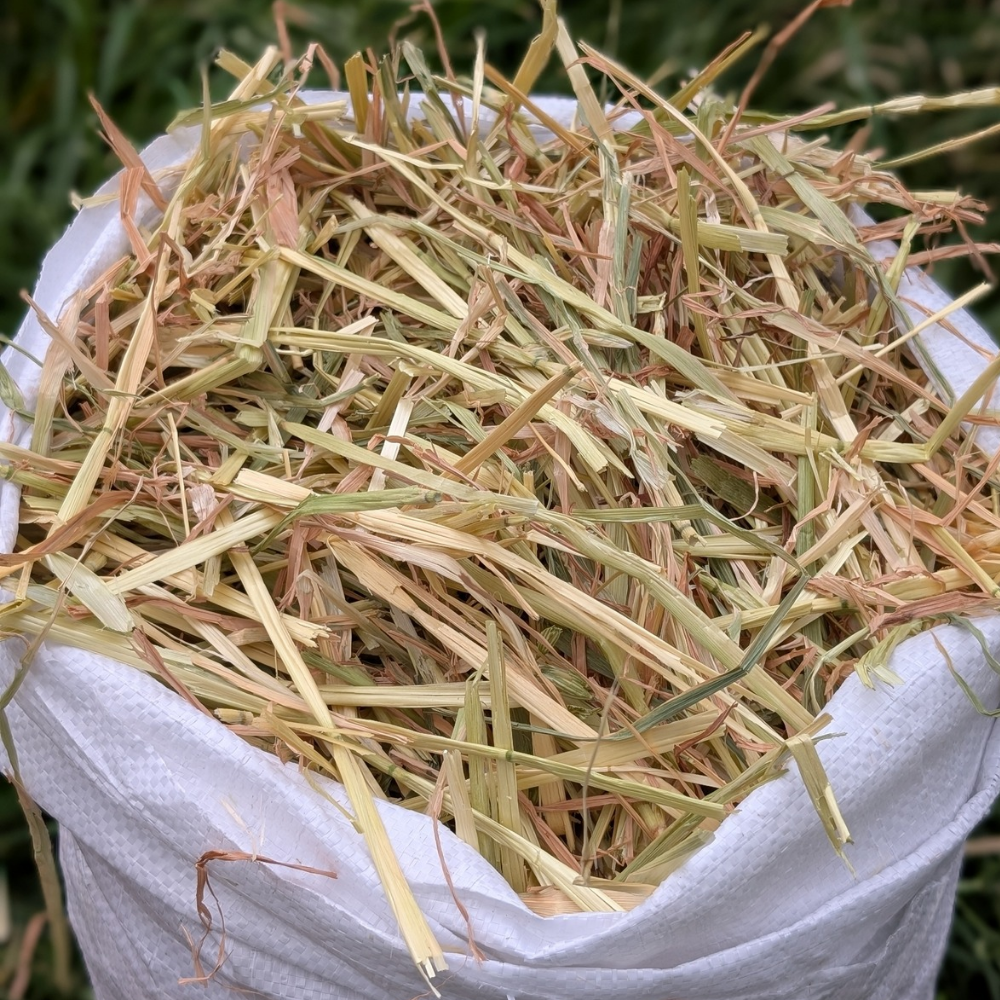bedding & litter hay - medium